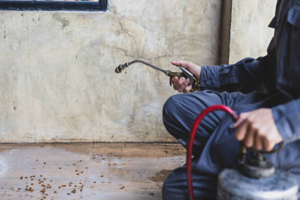Best Ant Control Services  in Denison, TX